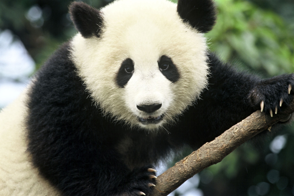 Giant panda (Ailuropoda melanoleuca); Sichuan Province, China